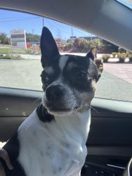 Reunited Female Dog last seen Mundy Mill Road At McEver Road, Oakwood, GA 30566