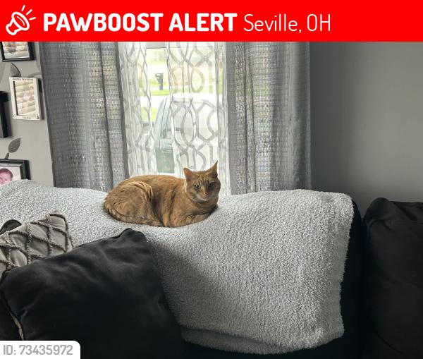 Lost Female Cat last seen Shorle and guilford, Seville, OH 44273