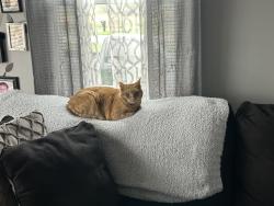 Lost Female Cat last seen Shorle and guilford, Seville, OH 44273