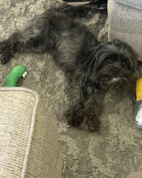 Lost Female Dog last seen vía princessa & lost canyon rd, Santa Clarita, CA 91321