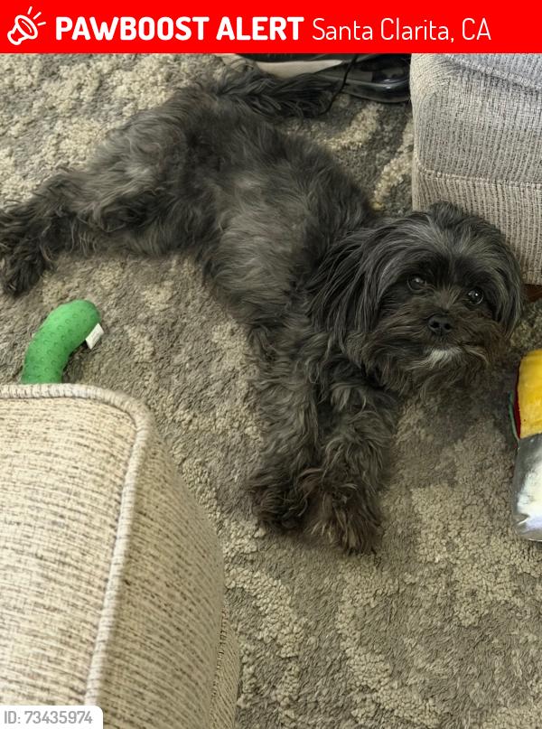 Lost Female Dog last seen vía princessa & lost canyon rd, Santa Clarita, CA 91321