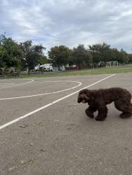 Found/Stray Unknown Dog last seen Del Paso Manor Elementary School, Sacramento, CA 95821