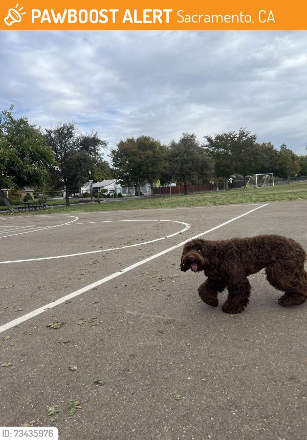 Found/Stray Unknown Dog last seen Del Paso Manor Elementary School, Sacramento, CA 95821