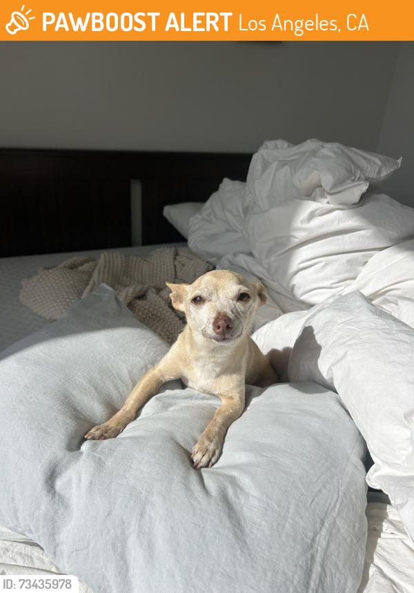 Found/Stray Male Dog last seen Silverlake, not sure what cross streets, Los Angeles, CA 90026
