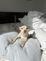 Found/Stray Male Dog last seen Silverlake, not sure what cross streets, Los Angeles, CA 90026
