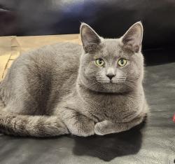Lost Male Cat last seen Lobetti Landing Subdivision, Knoxville, TN 37931