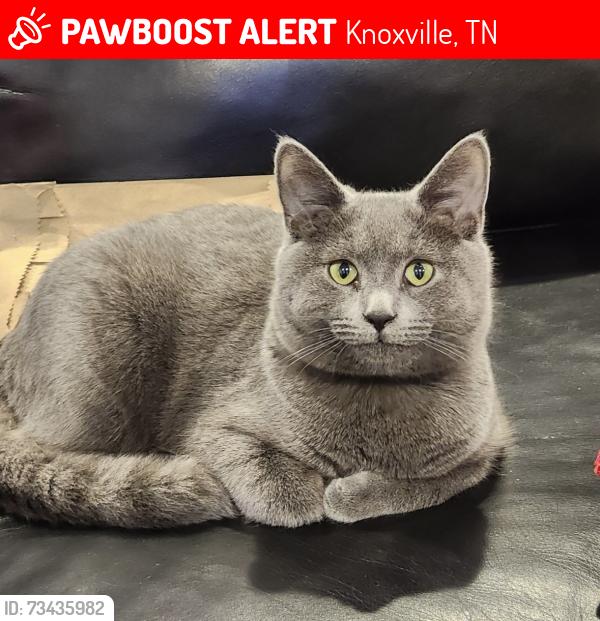Lost Male Cat last seen Lobetti Landing Subdivision, Knoxville, TN 37931