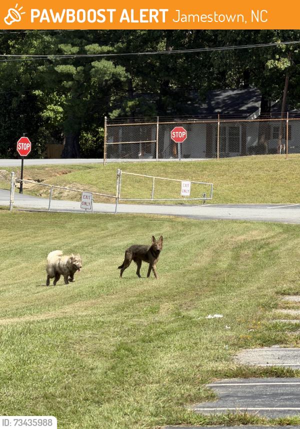 Found/Stray Unknown Dog last seen Running around the Ragsdale School parking lot and surrounding area., Jamestown, NC 27282