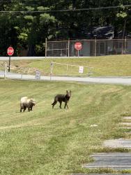 Found/Stray Unknown Dog last seen Running around the Ragsdale School parking lot and surrounding area., Jamestown, NC 27282