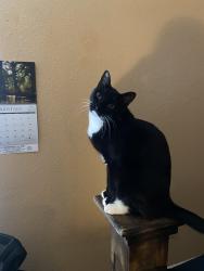 Lost Male Cat last seen Near Engelmann Dr San Antonio, TX 78249 United States, San Antonio, TX 78249