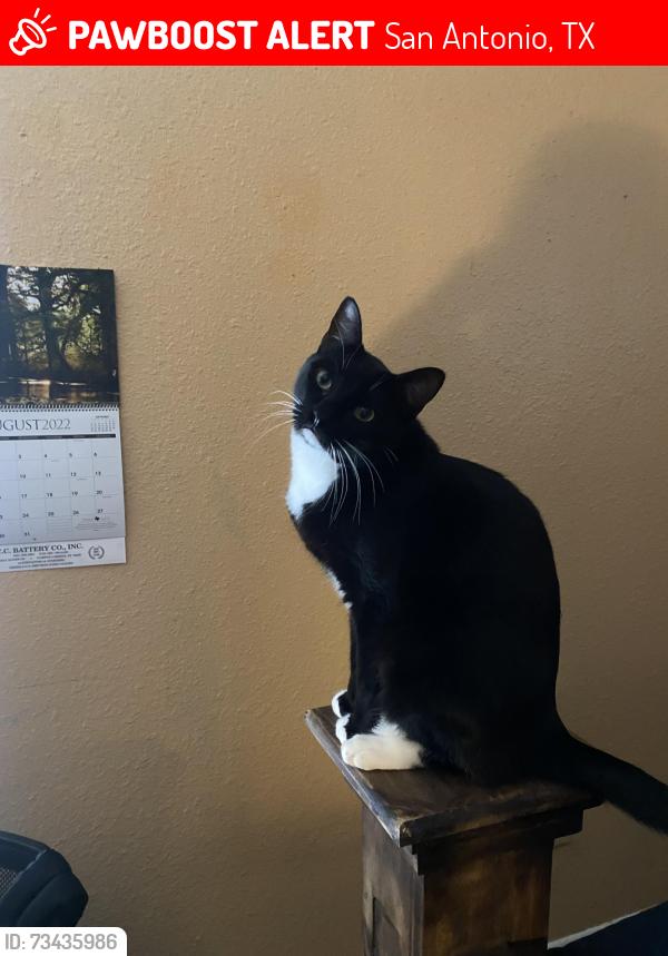 Lost Male Cat last seen Near Engelmann Dr San Antonio, TX 78249 United States, San Antonio, TX 78249