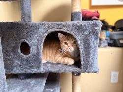 Lost Female Cat last seen Pike, Santee, CA 92071