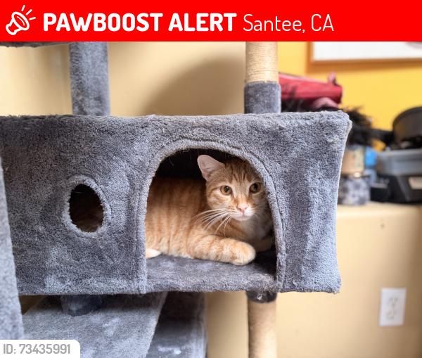 Lost Female Cat last seen Pike, Santee, CA 92071