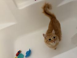 Reunited Female Cat last seen Pearmain, Adelanto, CA 92301