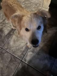 Reunited Male Dog last seen 123rd lower buckeye, Avondale, AZ 85323