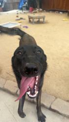 Found/Stray Male Dog last seen Cherokee point community Park, San Diego, CA 92104