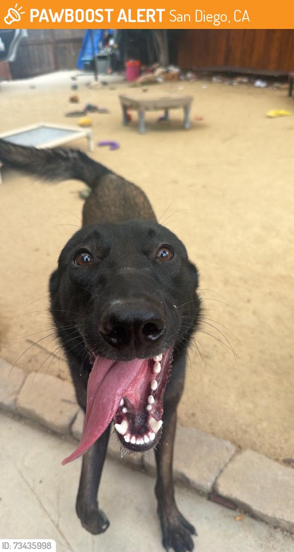 Found/Stray Male Dog last seen Cherokee point community Park, San Diego, CA 92104