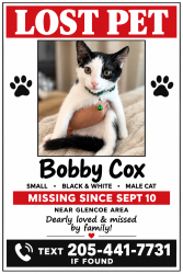 Lost Male Cat last seen Old Leeds Rd, Mountain Brook, AL 35213
