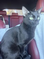 Found/Stray Female Cat last seen Chick fil a and kings soopers, Denver, CO 80234