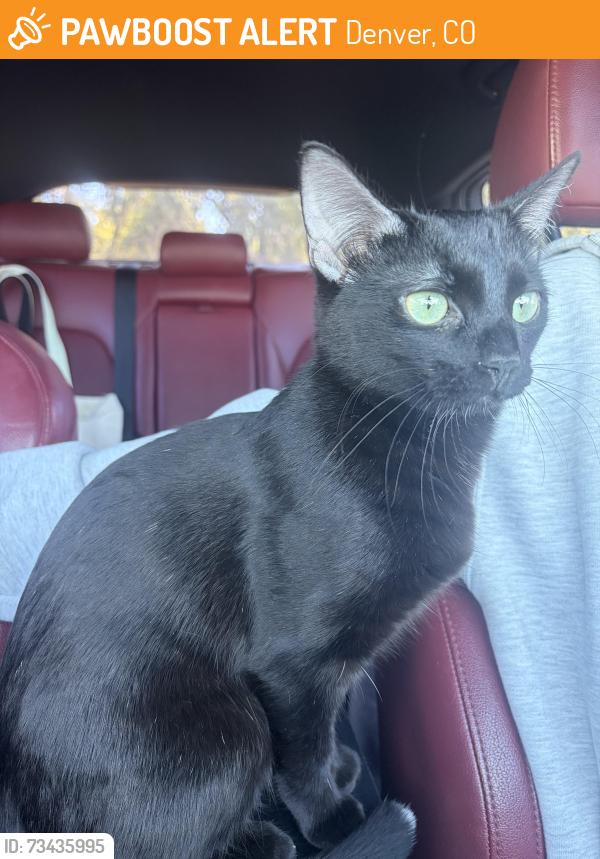 Found/Stray Female Cat last seen Chick fil a and kings soopers, Denver, CO 80234