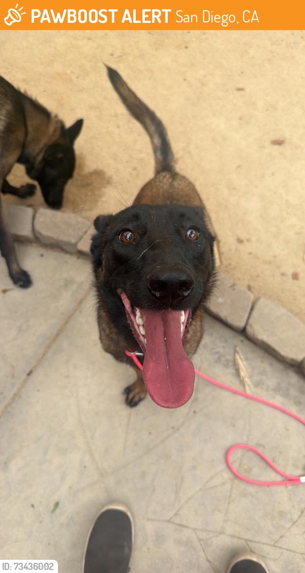 Found/Stray Female Dog last seen Cherokee point community Park, San Diego, CA 92104