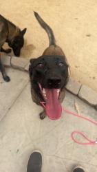 Found/Stray Female Dog last seen Cherokee point community Park, San Diego, CA 92104