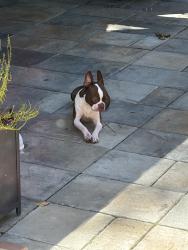 Reunited Male Dog last seen Wayside Road Rome Ga, Rome, GA 30161