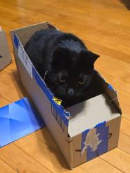 Reunited Male Cat last seen Scranton Pl and Roosevelt Drive, Milwaukee, WI 53216