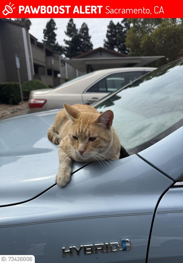 Lost Male Cat last seen Near French rd, Sacramento, CA 95828