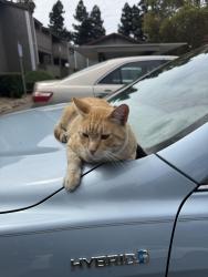 Lost Male Cat last seen Near French rd, Sacramento, CA 95828