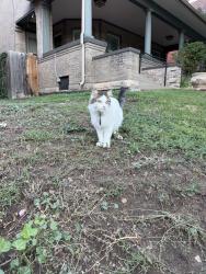 Found/Stray Unknown Cat last seen Cheeseman Park, Denver, CO 80218