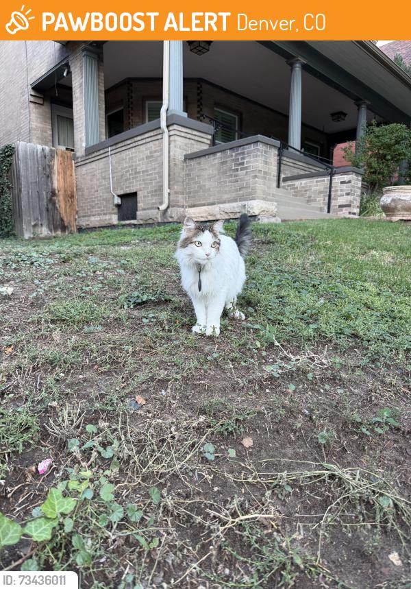 Found/Stray Unknown Cat last seen Cheeseman Park, Denver, CO 80218
