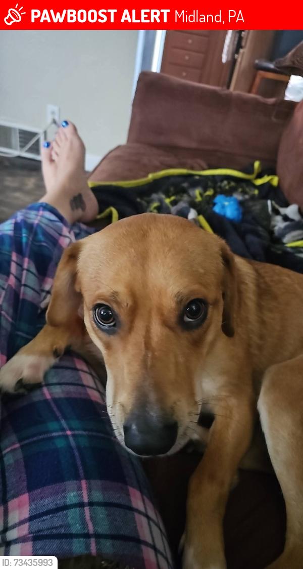 Lost Male Dog last seen Beechwood Dr, Industry, PA, Midland, PA 15059