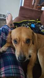 Lost Male Dog last seen Beechwood Dr, Industry, PA, Midland, PA 15059