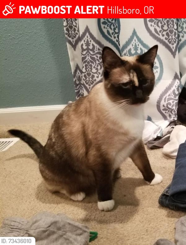 Lost Female Cat last seen Larson Rd, Hillsboro, OR 97123