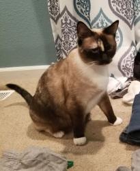 Lost Female Cat last seen Larson Rd, Hillsboro, OR 97123