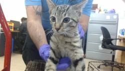Shelter Stray Male Cat last seen Near BLOCK NW 86 PL, 3599 NW 79th Ave, Doral, FL 33122, USA