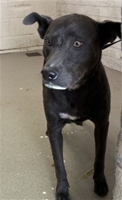 Shelter Stray Female Dog last seen RIVERSIDE AVE X FOOTHILL BLVD, 333 Chandler Pl, San Bernardino, CA 92408, USA