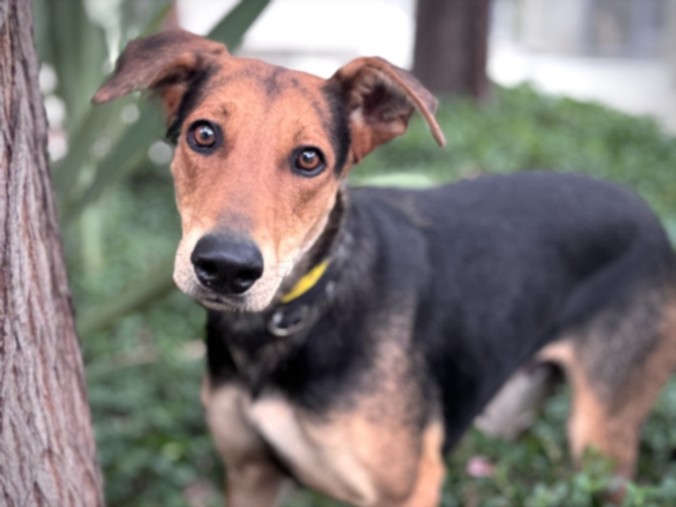 Shelter Stray Female Dog last seen , 957 N Gaffey St, San Pedro, CA 90731, USA
