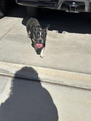 Found/Stray Female Dog last seen pinnacle neighborhood - starbucks, Shafter, CA 93314