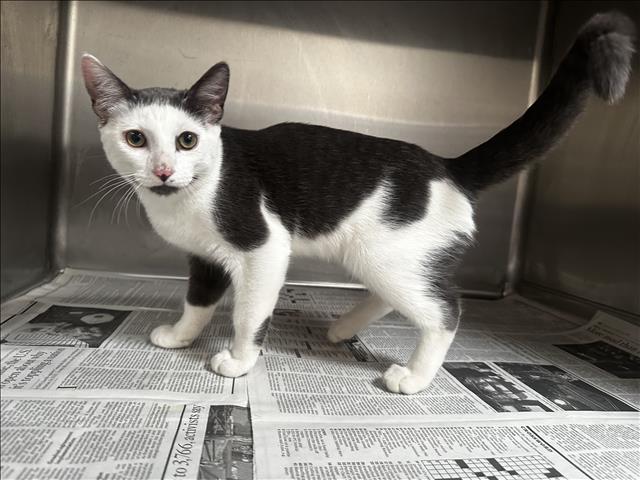 Shelter Stray Male Cat last seen , 3201 Lacy St, Los Angeles, CA 90031, USA