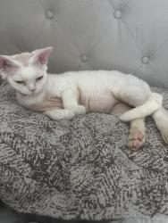 Lost Male Cat last seen Barn park, Katy, TX 77450