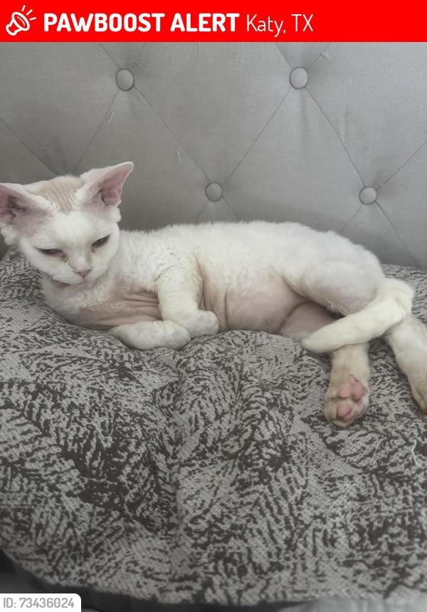 Lost Male Cat last seen Barn park, Katy, TX 77450