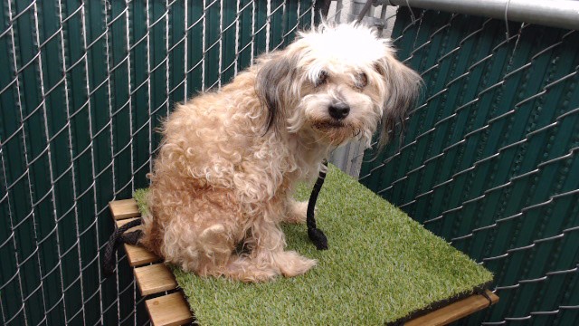 Shelter Stray Male Dog last seen , 11258 Garfield Ave, Downey, CA 90242, USA