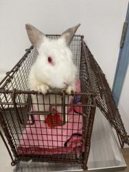 Shelter Stray Male Other last seen CALAROGA, 16 Barnes Ct, Hayward, CA 94544, USA