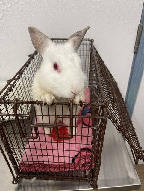 Shelter Stray Male Other last seen CALAROGA, 16 Barnes Ct, Hayward, CA 94544, USA