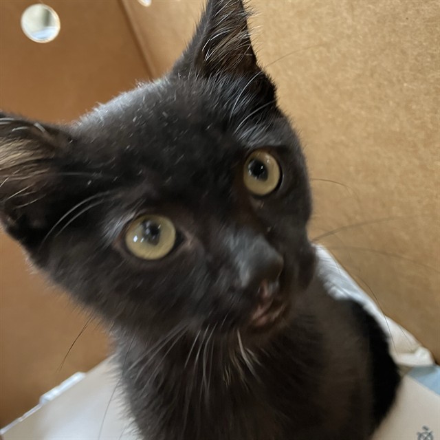 Shelter Stray Male Cat last seen ALMANAC BREWERY, 1590 Fortmann Way, Alameda, CA 94501, USA
