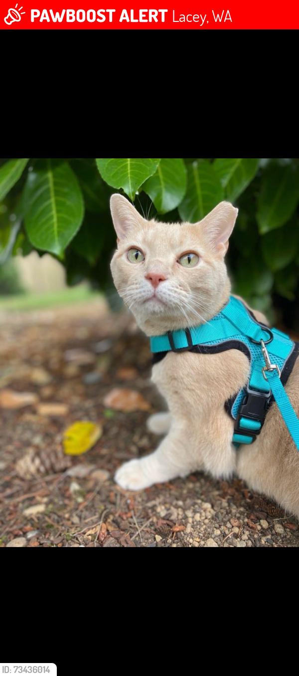 Lost Male Cat last seen Willamette and campus green loop, Lacey, WA 98516