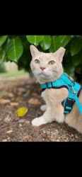 Lost Male Cat last seen Willamette and campus green loop, Lacey, WA 98516