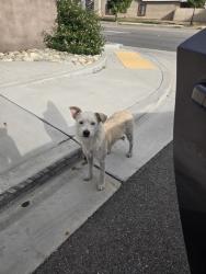 Found/Stray Male Dog last seen El molina and lime avenue, Fontana, CA 92331